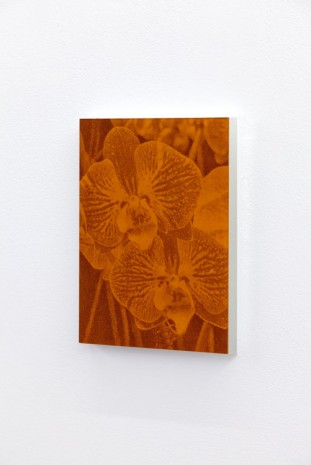 Pierre-Olivier Arnaud, sans titre (abstract - orchid 03 - orange), 2014, Art : Concept
