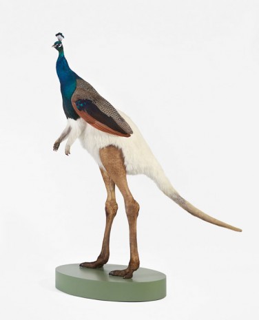 Thomas Grünfeld, Misfit (Peacock / Albino Kangaroo / Ostrich), 2014, MASSIMODECARLO