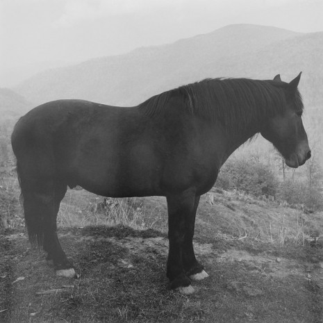 Peter Hujar, Horse, West Virginia, 1969, Mai 36 Galerie