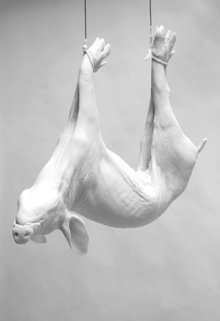 Daphne Wright, Pig, 2008, Frith Street Gallery
