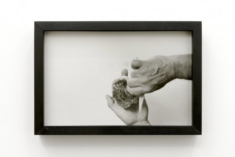 Margaret Salmon, Oyster/Hand, 2014, Office Baroque