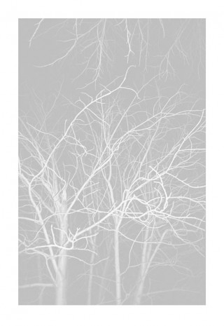 Ola Rindal, Night (Tree III), 2009, Galerie Catherine Bastide