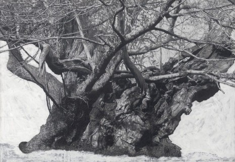 Patrick Van Caeckenbergh, Drawing of Old Trees during wintry days 2007-2014, 2007-2014, Lehmann Maupin