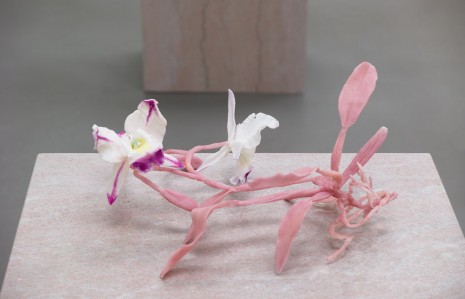 Keith Edmier, The Pink Orchid c. 1875-90 (Blc. Laura Bush 'First Lady' AM/AOS), 2015, Petzel Gallery