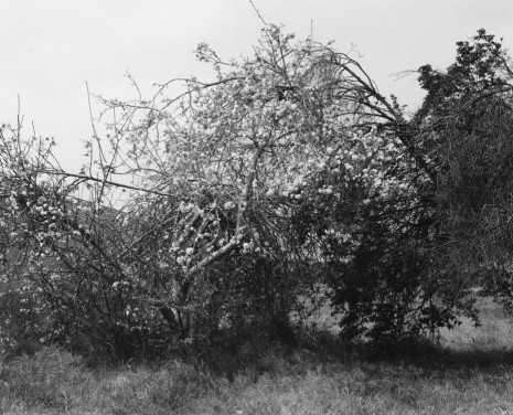 Robert Adams, Abandoned citrus trees, vacant block, Ontario, California, 1982, Matthew Marks Gallery