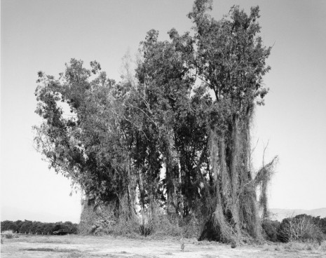 Robert Adams, Remains of a eucalyptus wind break among citrus groves, Redlands, California, 1982, Matthew Marks Gallery