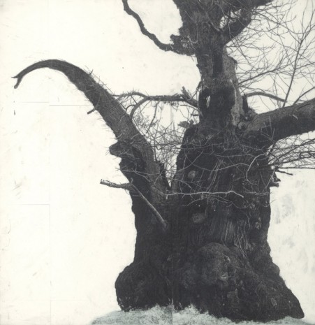 Patrick van Caeckenbergh, Drawing of old trees on wintry days during 2007-2014, 2007-2014, Zeno X Gallery