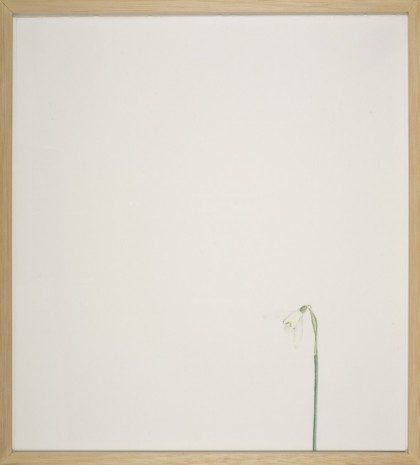William McKeown, Open Drawing – Narrow Lane Snowdrop, 2006, Kerlin Gallery