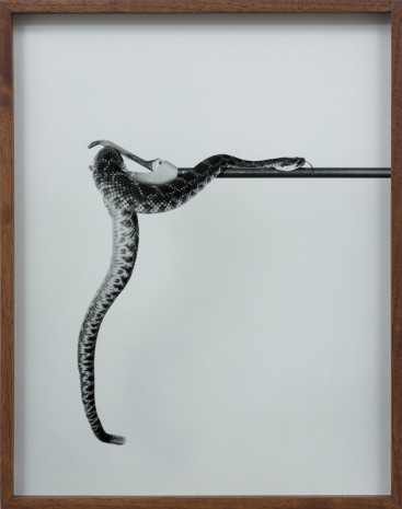 Elad Lassry, Untitled (Rattlesnake A), 2015, David Kordansky Gallery