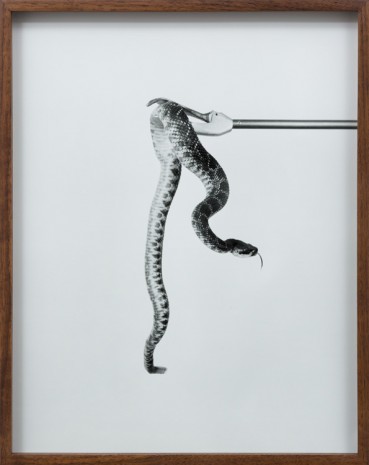 Elad Lassry, Untitled (Rattlesnake B), 2015, David Kordansky Gallery