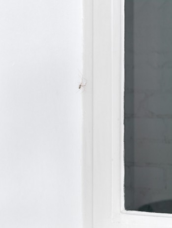 Pierre Huyghe, C. C. Spider, 2011, Sies + Höke Galerie