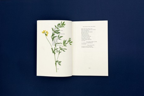 Pia Rönicke, Adonis, The Pages of Day and Night, The Marlboro Press/ Northwestern, 1994, Lathyrus pratensis, 2015, gb agency