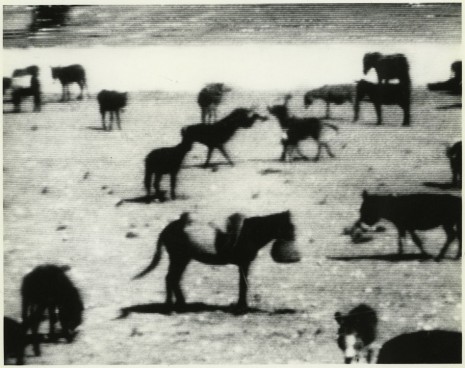 Michel Auder, Donkeys? Dogs 2, 2009, Aurel Scheibler