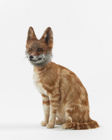 Thomas Grünfeld, misfit (fox / cat), 2016, MASSIMODECARLO