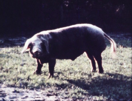 Margaret Raspé, Schweineschnitzel (Pork Schnitzel), 1971, Galerie Emanuel Layr