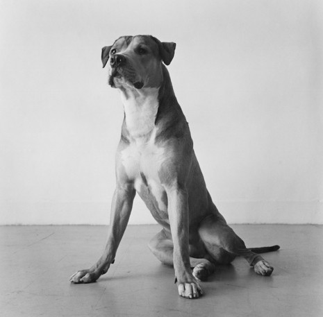 Peter Hujar, Bouche Walker (Reggie's Dog), 1981 , Marian Goodman Gallery