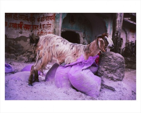 Gabriel Orozco, Goat in Purple Bag, 1996/printed in 2016, Marian Goodman Gallery