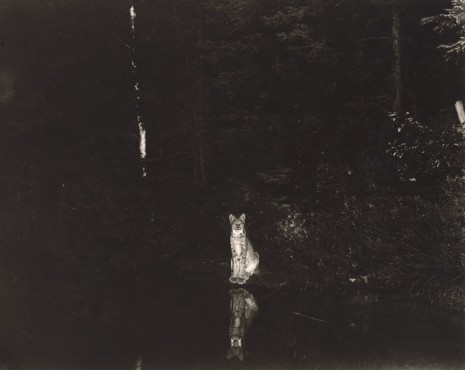 George Shiras, Lynx, Loon Lake, Ontario, Canada, 1902, Marian Goodman Gallery