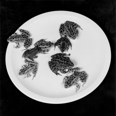Robert Mapplethorpe, Frogs, 1984 , Alison Jacques