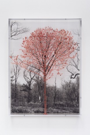 Charles Gaines, Numbers and Trees: Central Park Series III: Tree #1, St. Francis, 2016 , Galerie Max Hetzler