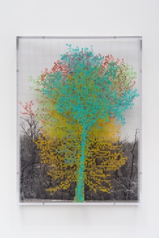 Charles Gaines, Numbers and Trees: Central Park Series III: Tree #5, Benjamin, 2016 , Galerie Max Hetzler