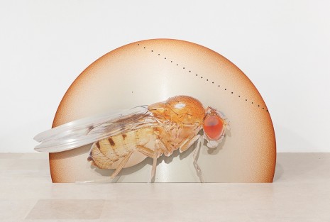 Katja Novitskova, Storm Time Approximation (Mercury Transit, Drosophila Melanogaster), 2016, Greene Naftali