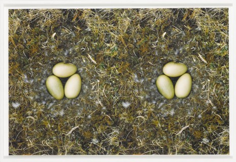Roni Horn, Untitled (To Nest) #5, 2001, Galleri Bo Bjerggaard