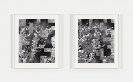Bing Wright, Cherry Tree Grid 006, 2016 , Paula Cooper Gallery