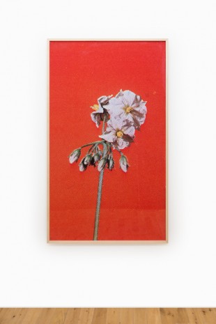 Ziad Antar, Potato Flower, 2017, Almine Rech