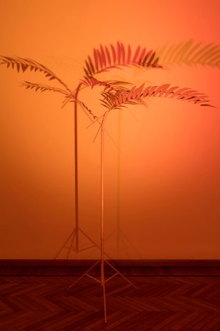 Rä di Martino, The Sun or an Electric Light (Eureka Palm), 2017 , Monica De Cardenas