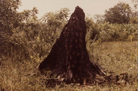 Ana Mendieta, Silueta Series (Tree of Life Series), 1978, Alison Jacques