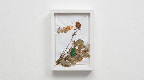 Susan Cianciolo, Botanical Drawing, 2015, Modern Art
