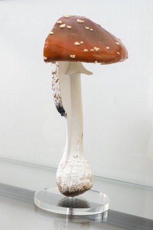 Carsten Höller, Double Mushroom Vitrine (Twice), 2016, MASSIMODECARLO