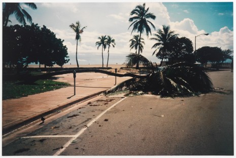 Jack Pierson, Fallen Palm, from the series Angel Youth, 1990, Maccarone