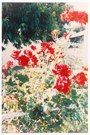 Jack Pierson, A good year (for the roses), from the series Angel Youth, 1990, Maccarone