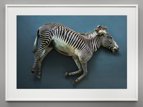 Thomas Struth, Zebra (Equus grevyi), Leibniz IZW, Berlin, 2017, Marian Goodman Gallery