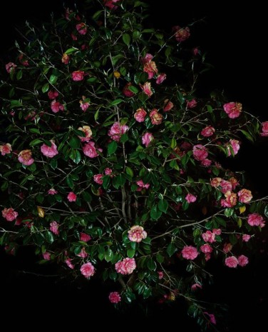 Sarah Jones, Camellia Japonica (Pink) (I), 2018 , Anton Kern Gallery