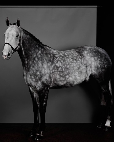 Sarah Jones, Horse (Profile) (Dapple Grey) (I), 2017 , Anton Kern Gallery
