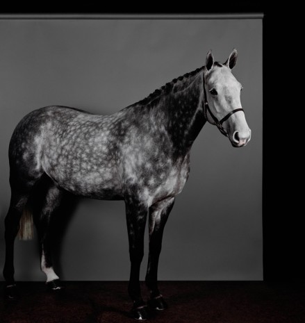 Sarah Jones, Horse (Profile) (Dapple Grey) (II), 2017/18 , Anton Kern Gallery