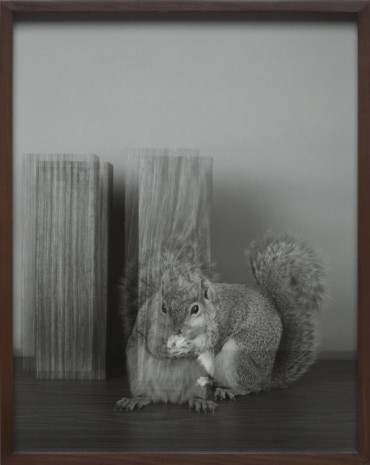 Elad Lassry, Squirrel 90046, 2012, David Kordansky Gallery