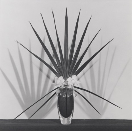 Robert Mapplethorpe, Orchid with Palmetto Leaf, 1982 , Gladstone Gallery