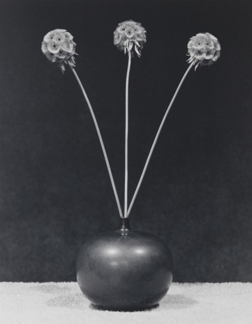 Robert Mapplethorpe, Flower, 1983 , Gladstone Gallery