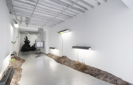 Nelson Pernisco, Le palmier des ghettos (Du temps dont je suis fait), 2018 , Galerie Bertrand Grimont