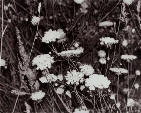 Ida Tursic & Wilfried Mille, The Weeds, 2012, Almine Rech