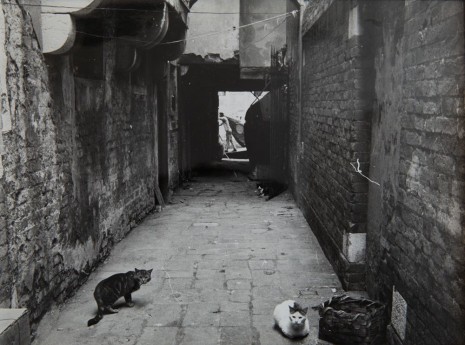 Agnès Varda, 3 chats, Venise, 1959 , Blum & Poe