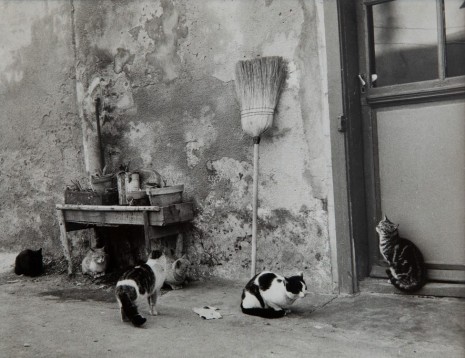 Agnès Varda, 6 chats, la Pointe Courte, 1954 , Blum & Poe