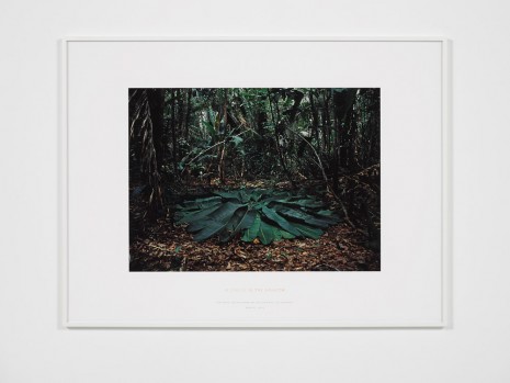 Richard Long, A Circle in the Amazon, Brazil, 2016 , Lisson Gallery