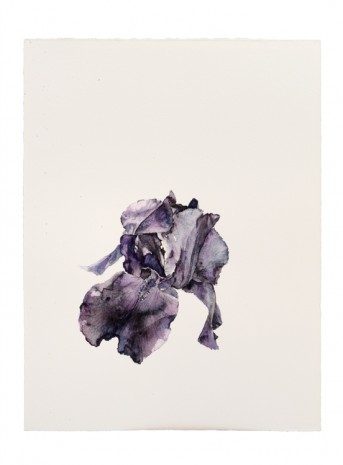 Patrick Neu, Iris (07/2013), 2013 , Galerie Thaddaeus Ropac