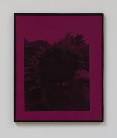 James Herman, Sunflower (purple), 2018 , Ibid