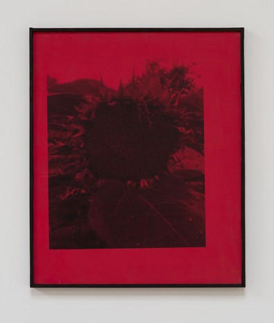 James Herman, Sunflower (fuchsia), 2018 , Ibid